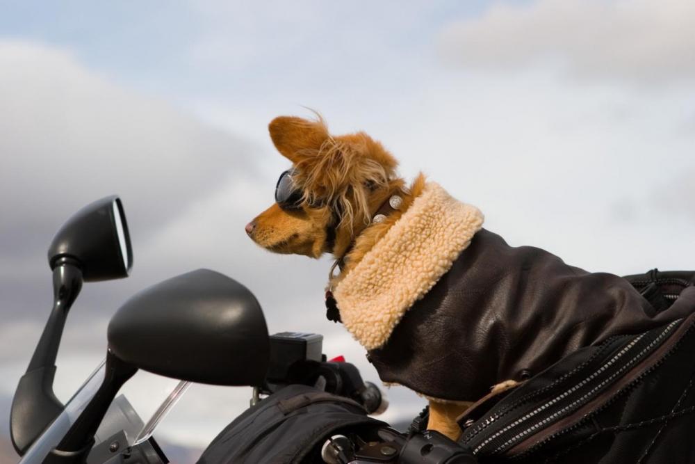 Portare il cane in moto: come si fa? Esistono bauletti-trasportino -  Motociclismo
